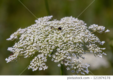 Daucus carota known as wild carrot blooming plant Daucus carota known as wild carrot blooming plant 121974178