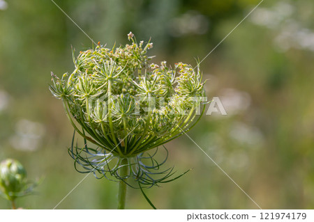 Daucus carota known as wild carrot blooming plant Daucus carota known as wild carrot blooming plant 121974179