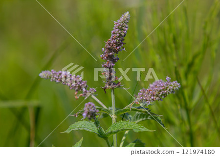 In the summer, long-leaved mint Mentha longifolia grows in the wild In the summer, long-leaved mint Mentha longifolia grows in the wild 121974180