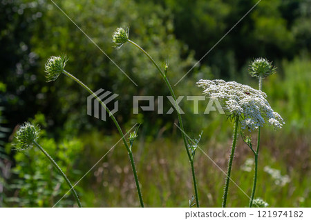 Daucus carota known as wild carrot blooming plant Daucus carota known as wild carrot blooming plant 121974182