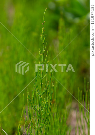 Horsetail field Equisetum arvense grows in the wild 121974183