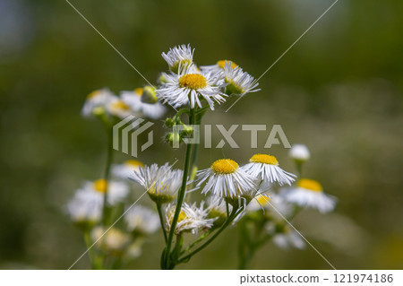 Erigeron annuus known as annual fleabane, daisy fleabane, or eastern daisy fleabane 121974186