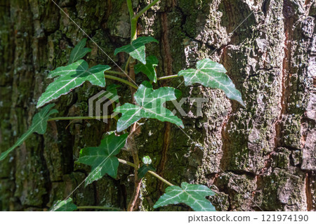 Fresh bright green leaves of ivy Hedera helix on grey-brown tree bark Fresh bright green leaves of ivy Hedera helix on grey-brown tree bark 121974190