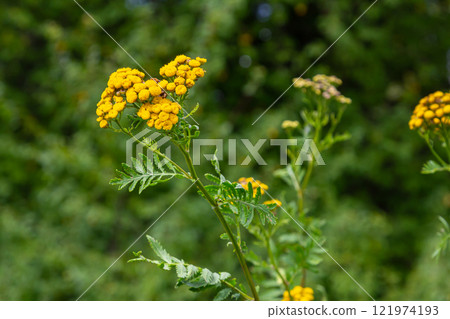Tansy Tanacetum vulgare wild plant in summer 121974193