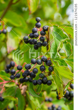 Cornus sanguinea is a perennial plant of the sod family. A tall shrub with small flowers and black inedible berries. Turf-well is grown as an ornamental plant 121974195