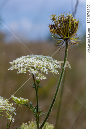 Daucus carota known as wild carrot blooming plant Daucus carota known as wild carrot blooming plant 121974202