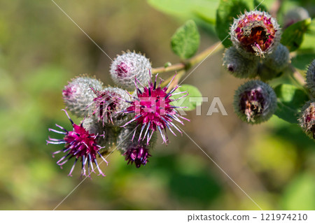 Arctium tomentosum, commonly known as the woolly burdock is a species of burdock belonging to the family Asteraceae Arctium tomentosum, commonly known as the woolly burdock is a species of burdock belonging to the family Asteraceae 121974210
