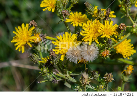 Hieracium laevigatum or smooth hawkweed. Hieracium, known by the common name hawkweed and classically as hierakion. Floral desktop background. Hieracium caespitosum, commonly known as meadow hawkweed 121974221