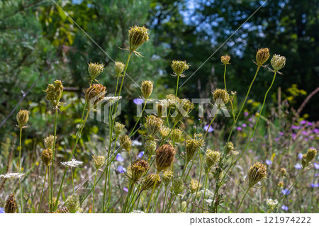 Daucus carota known as wild carrot blooming plant 121974222