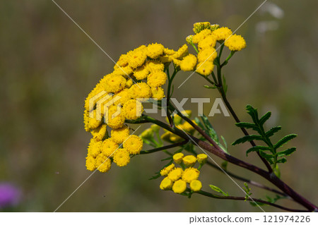 Tansy Tanacetum vulgare wild plant in summer 121974226