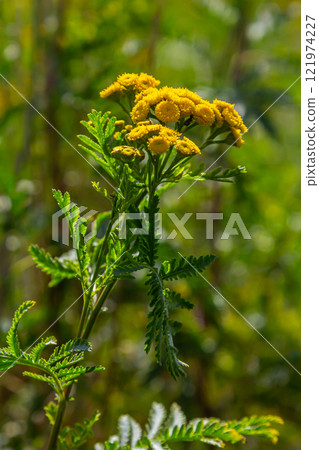 Tansy Tanacetum vulgare wild plant in summer Tansy Tanacetum vulgare wild plant in summer 121974227