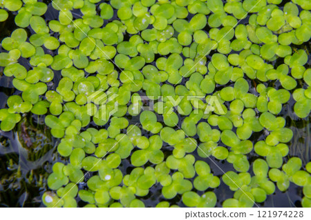 Least duckweed plants, Lemna minuta, on a water surface Least duckweed plants, Lemna minuta, on a water surface 121974228