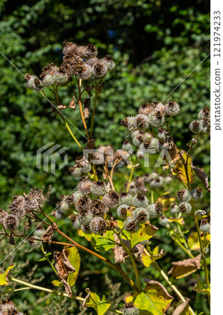 Arctium tomentosum, commonly known as the woolly burdock is a species of burdock belonging to the family Asteraceae Arctium tomentosum, commonly known as the woolly burdock is a species of burdock belonging to the family Asteraceae 121974233