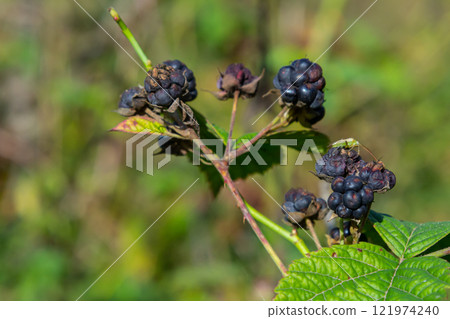 Close-up shot of the European dewberry Rubus caesius growing in the forest with maturing, ripe fruits in bright sunlight 121974240
