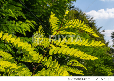 Close up of a Brown Robinia pseudoacacia Branches against a bright nature background Close up of a Brown Robinia pseudoacacia Branches against a bright nature background 121974242