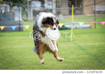 Disc dog jumping in the air Disc dog jumping in the air 121974245