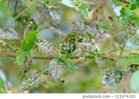 Plant leaves with holes in them 121974381