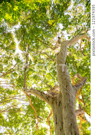 Clear autumn sky and the dynamic shape of a Lagerstroemia indicum 121974395
