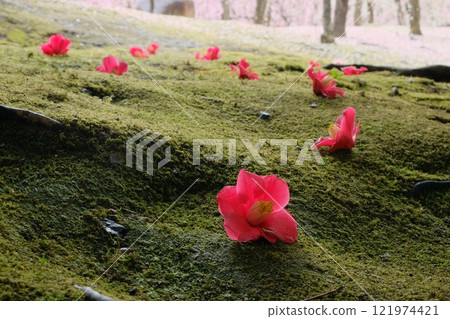 Camellia flowers fallen on a moss field 121974421