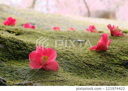 一朵落入苔蘚地裡的山茶花 121974422
