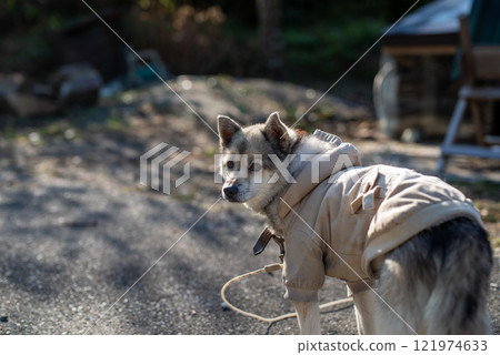 狗狗穿著冬天的衣服 121974633