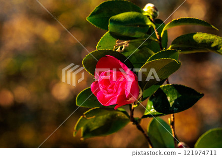 Red camellia 121974711