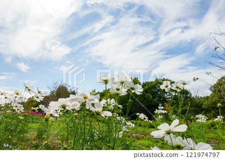 秋天的風景與廣闊的白色波斯菊 121974797