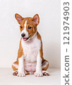 Close-up portrait of a red and white Basenji puppy sitting with his mouth open and looking playfully to the side. 121974903