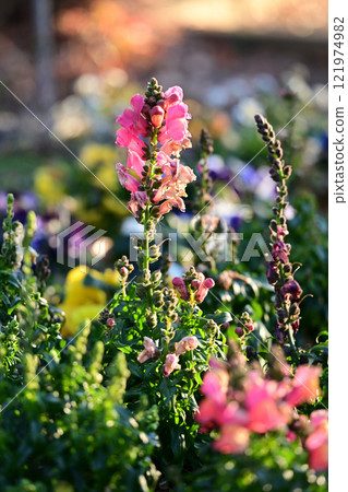 春天的花朵 121974982