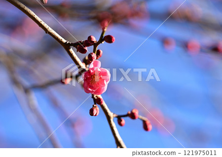 梅花 梅花 121975011