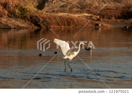 Great egret looking for food in the river 121975021
