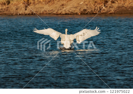 Swans flying over the water 121975022