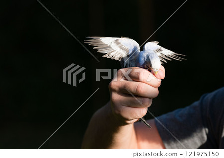 Small bird gently held in a hand, wings outstretched. 121975150