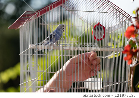 Small blue bird in a cage, a hand gently approaches. 121975153