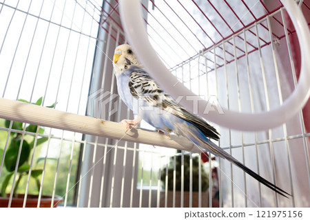 A blue and white budgie perches inside its cage, enjoying the sunlight streaming in from a nearby window. A blue and white budgie perches inside its cage, enjoying the sunlight streaming in from a nearby window. 121975156
