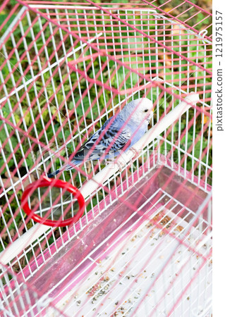 Small blue and white bird perched inside a pink cage outdoors. 121975157