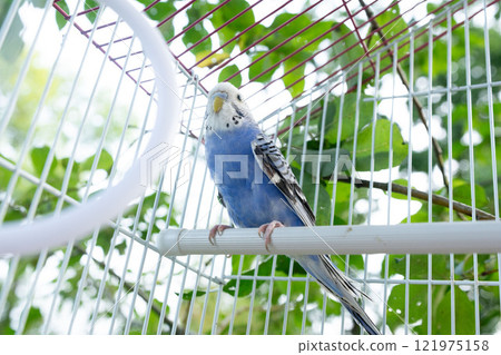 A blue budgie perched on its cage, enjoying the sunlight filtering through the leaves. 121975158