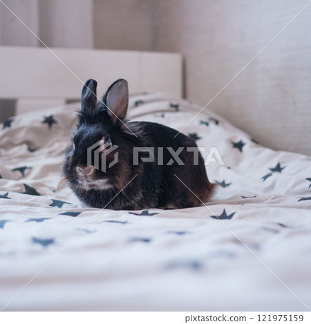 Adorable black rabbit relaxing on a bed with a star pattern. Adorable black rabbit relaxing on a bed with a star pattern. 121975159