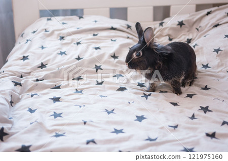 Adorable black rabbit resting on a star-patterned bed. A cute pet enjoying a cozy moment. Adorable black rabbit resting on a star-patterned bed. A cute pet enjoying a cozy moment. 121975160