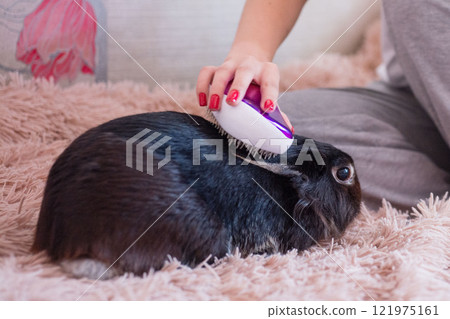 Woman gently brushing her pet rabbit.  Soft fur, tender moment. 121975161