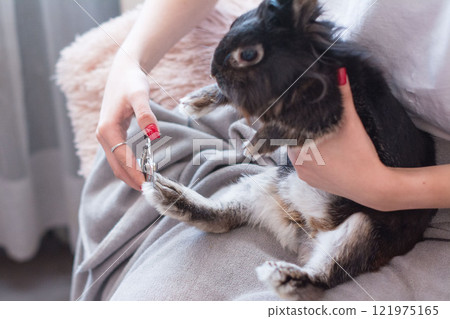 Trimming a pet rabbit's nails at home. Gentle care for a furry friend. 121975165