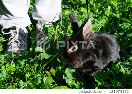 Black rabbit on a leash, enjoying the outdoors. A person's feet are visible in the background. Black rabbit on a leash, enjoying the outdoors. A person's feet are visible in the background. 121975172