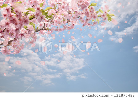 Kawazu cherry blossoms bloom, petal storms flutter around, and the spring sky is clear and sunny Kawazu cherry blossoms bloom, petal storms flutter around, and the spring sky is clear and sunny 121975482