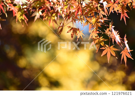 Autumn leaves that shine in the sunlight through the trees Autumn leaves that shine in the sunlight through the trees 121976021