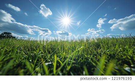 Field of green grass under bright sunlight during clear blue sky in natural landscape 121976193
