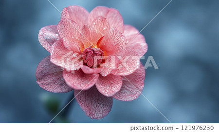 Pink flower with water droplets on petals in natural setting close-up photograph 121976230