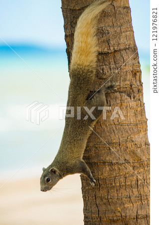 Cute squirrel on Pattaya beach (Thailand) Cute squirrel on Pattaya beach (Thailand) 121976821