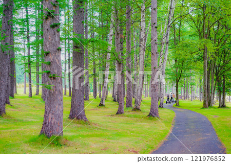 Image in the forest of Furano, Hokkaido Image in the forest of Furano, Hokkaido 121976852