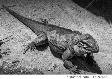 Komodo dragon walking in the jungle (Singapore) Komodo dragon walking in the jungle (Singapore) 121976869