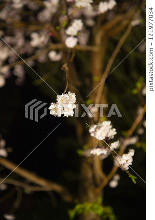 盛開的櫻花 盛開的櫻花 121977034